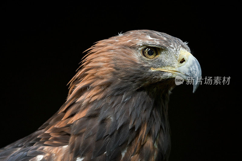 金鹰(Aquila chrysaetos)